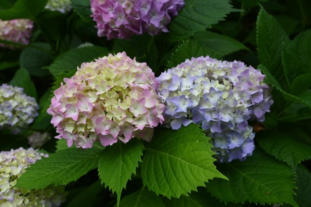 ajisai_260527_04