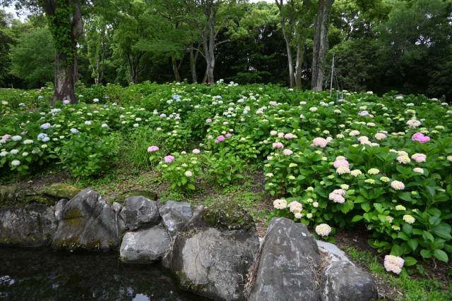 ajisai_260527_05