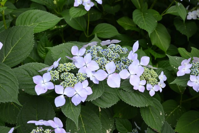 ajisai_260527_06