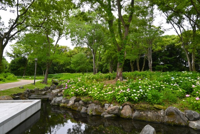 ajisai_260527_08