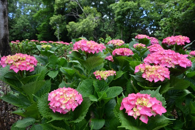 ajisai_260603_01