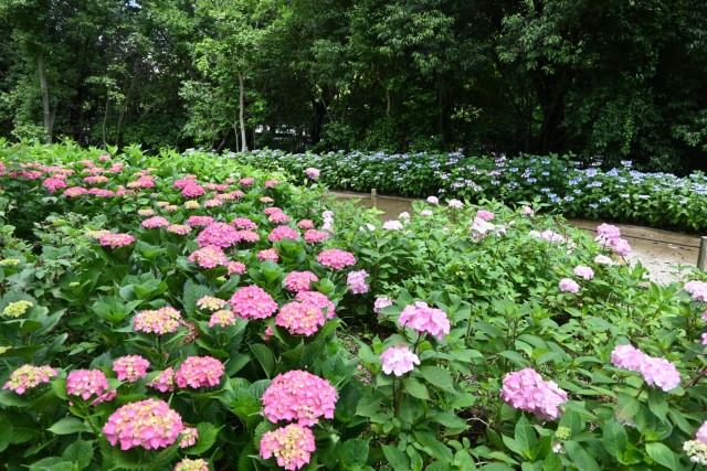 ajisai_260603_02