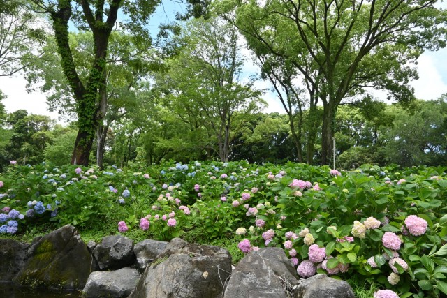 ajisai_260603_03