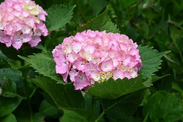 ajisai_260603_04