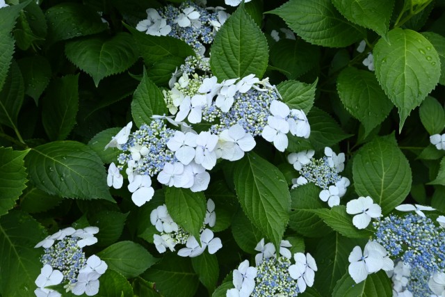 ajisai_260603_05