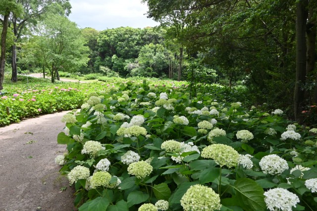 ajisai_260603_06