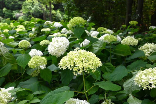 ajisai_260603_07