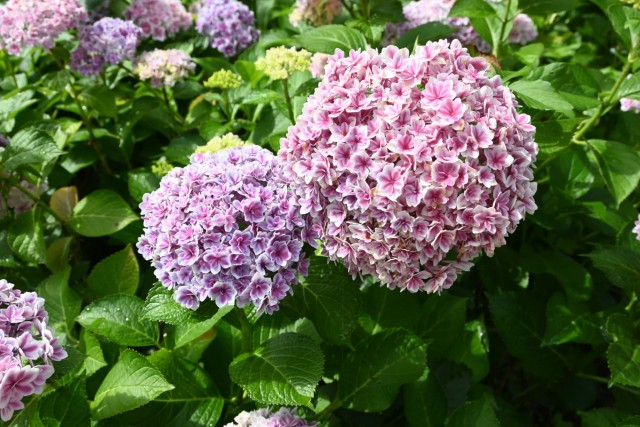 ajisai_260608_01