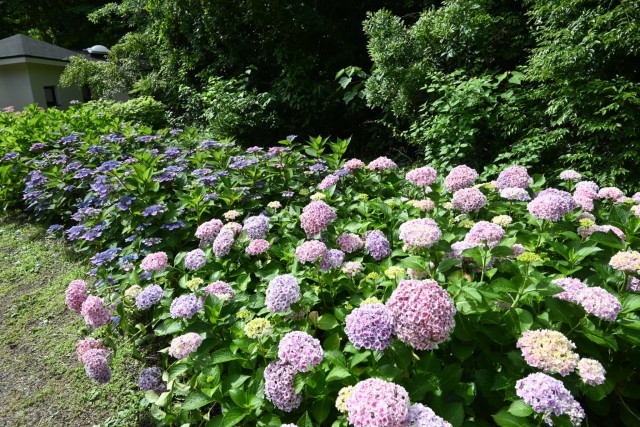 ajisai_260608_02
