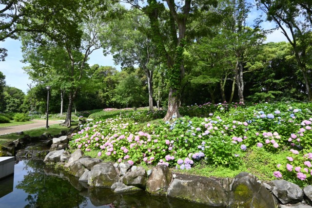ajisai_260608_03