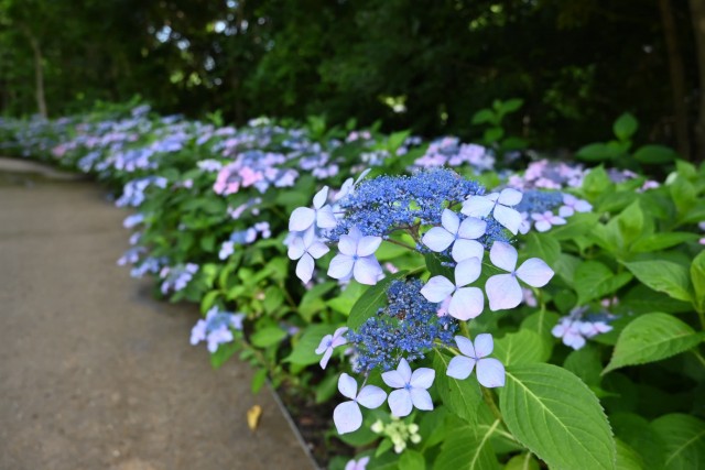 ajisai_260608_04