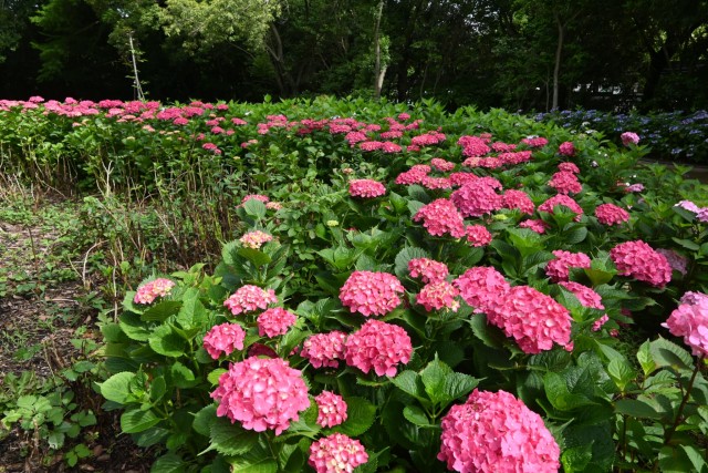 ajisai_260608_05
