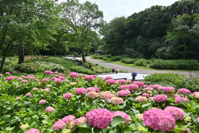 ajisai_260608_06