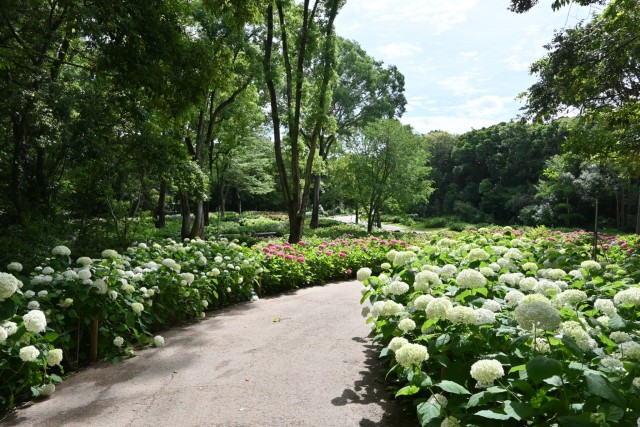 ajisai_260608_07