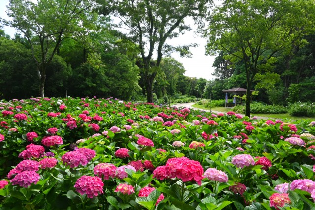 ajisai_260608_08