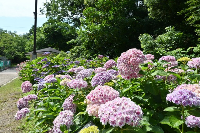 ajisai_260611_01