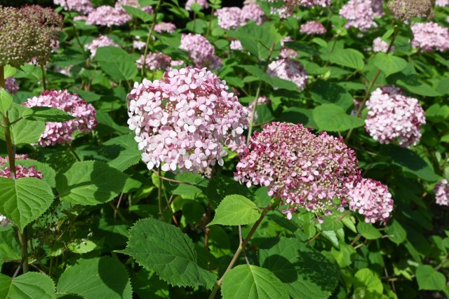 ajisai_260611_02