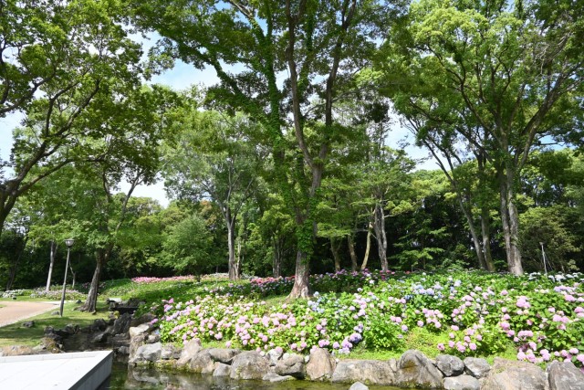 ajisai_260611_03