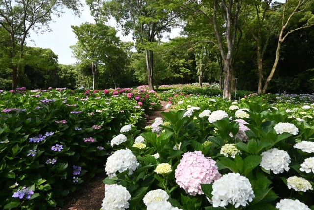 ajisai_260611_04