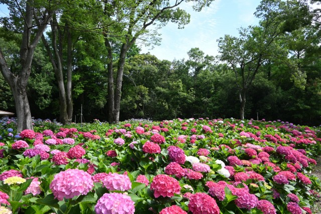 ajisai_260611_05