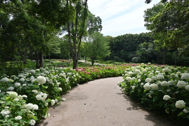 ajisai_260611_06
