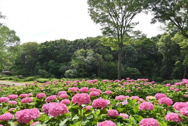 ajisai_260611_07