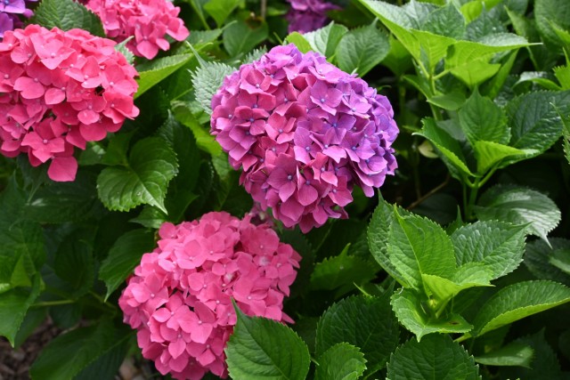 ajisai_260619_01