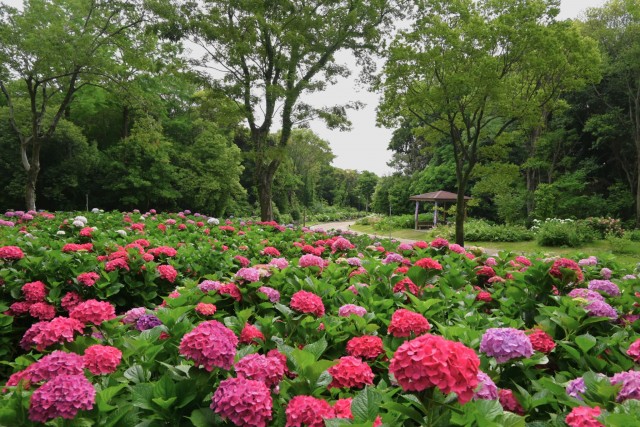 ajisai_260619_02