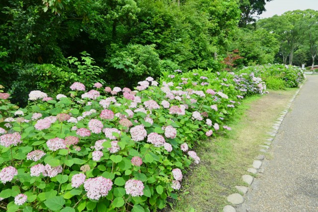 ajisai_260619_04