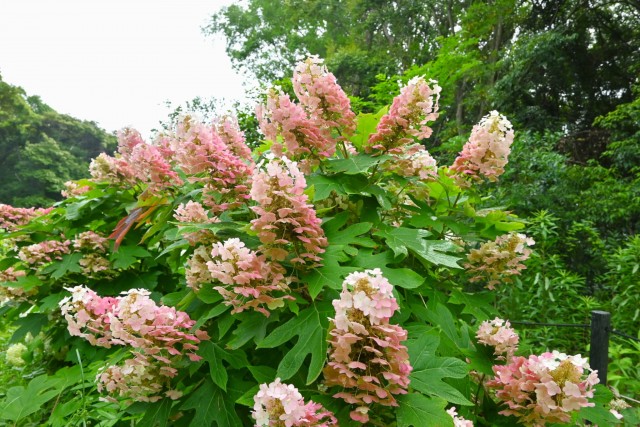 ajisai_260619_05