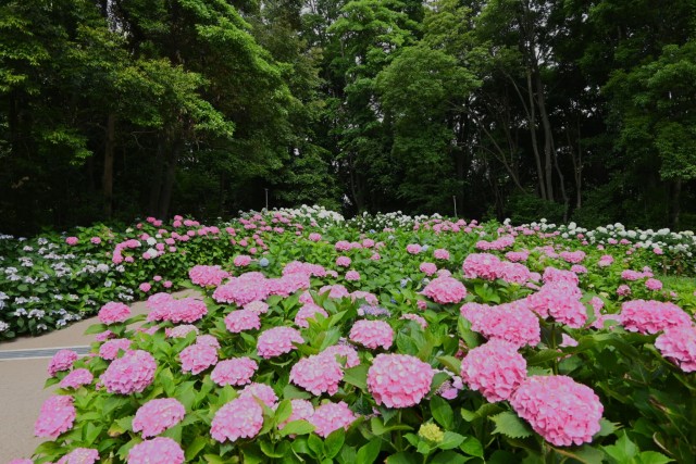 ajisai_260619_08