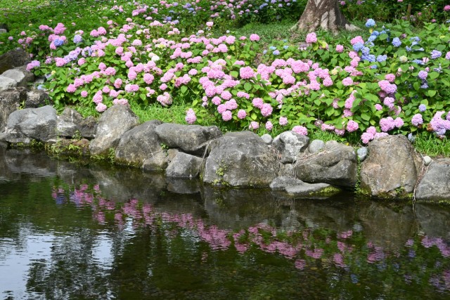 ajisai_260619_10
