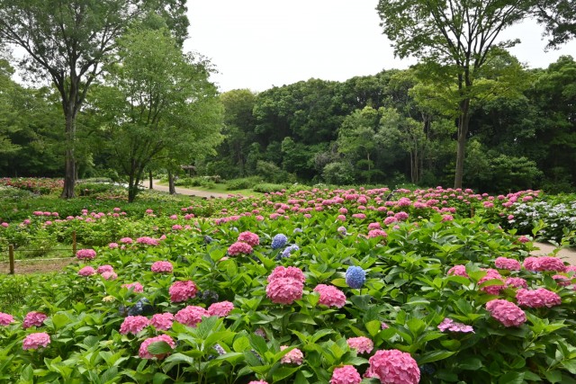 ajisai_260619_11