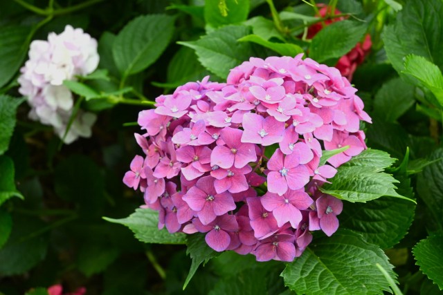 ajisai_260624_02