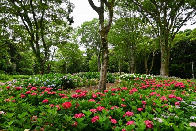 ajisai_260624_04