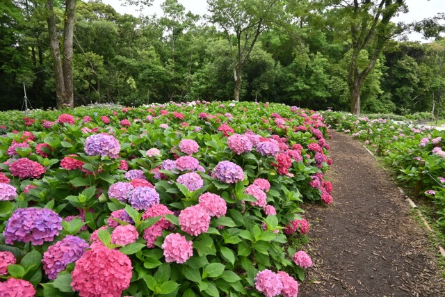 ajisai_260624_05