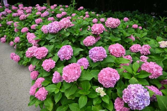 ajisai_260624_06