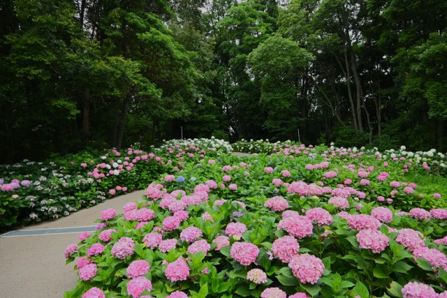 ajisai_260624_07