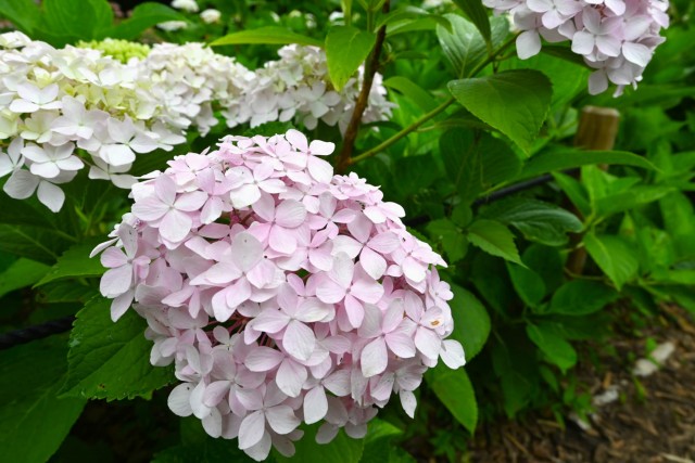 ajisai_260702_01