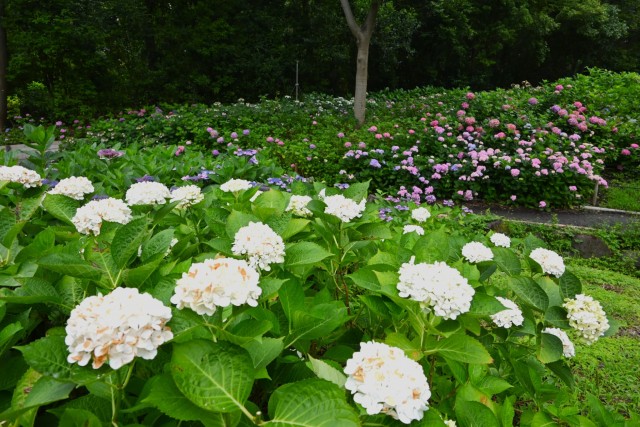 ajisai_260702_02