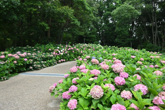 ajisai_260702_04