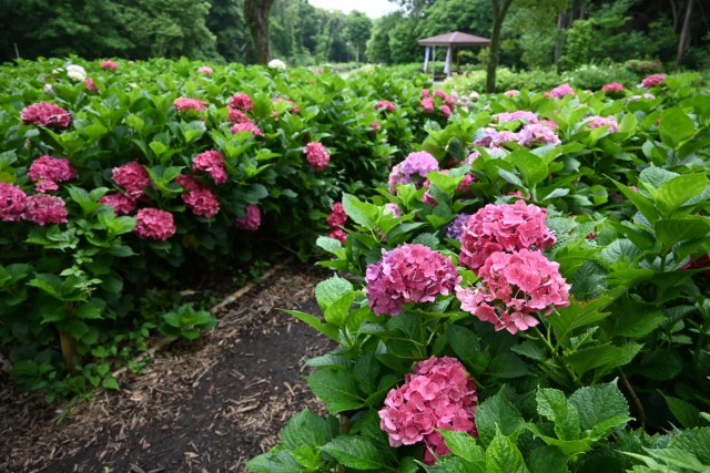 ajisai_260702_05