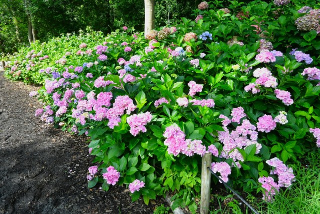 ajisai_260708_01