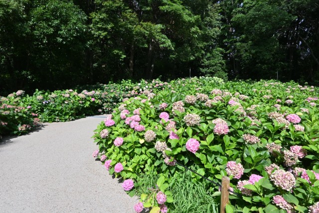 ajisai_260708_03