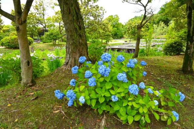 ajisai_nihonteien_260603_01