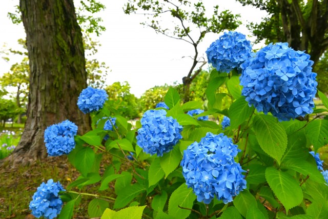 ajisai_nihonteien_260603_02