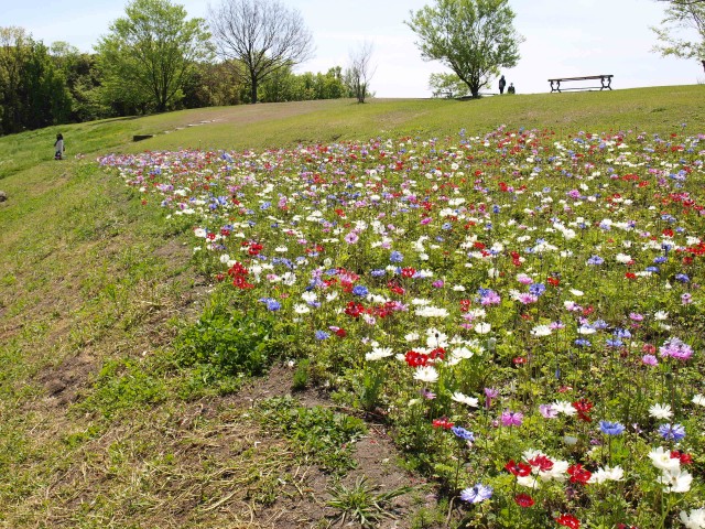 アネモネ 万博記念公園