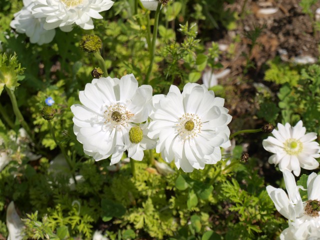 アネモネ 万博記念公園