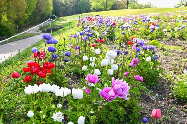 anemone_230412_03