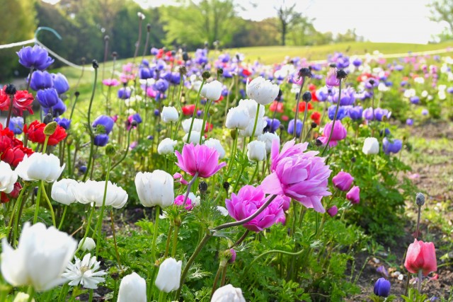 anemone_230412_01